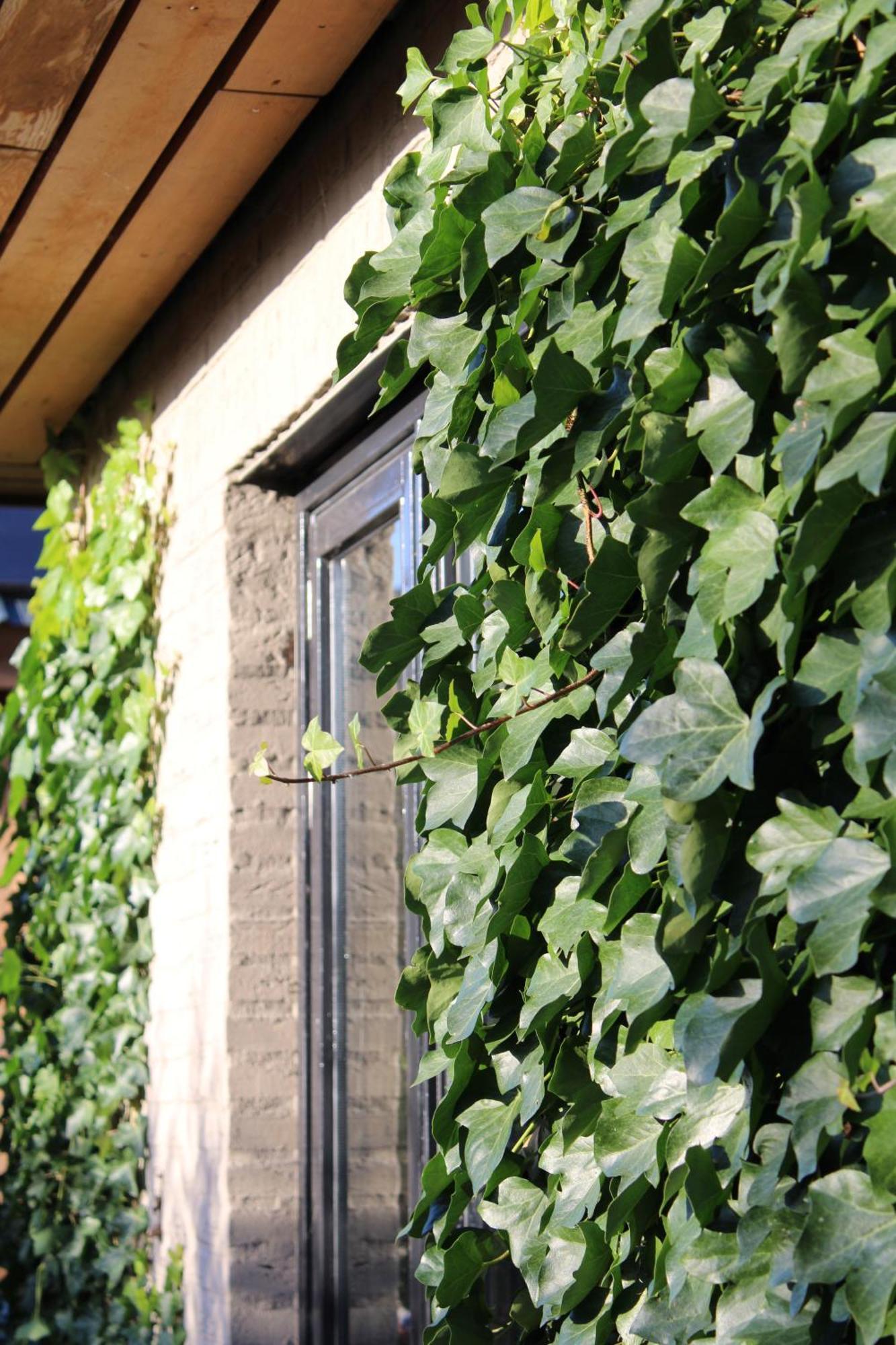 Tiny House In De Boomgaard Stad aan 't Haringvliet Exterior foto